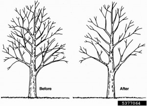 Tree Trimming & Pruning: Tips & Techniques – Removal