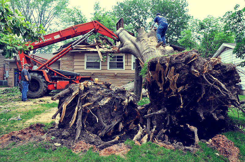 How Much Does Tree Removal Cost? Tree Removal