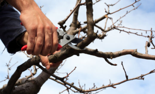 Tree Trimming & Pruning Tips