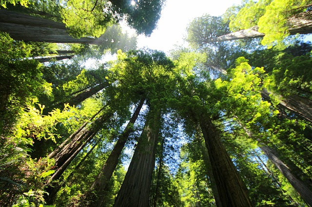 Giant redwoods